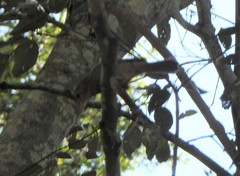 Colluricincla rufogaster rufogaster