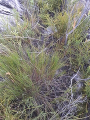 Pentameris macrocalycina