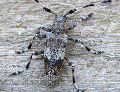 Acanthocinus griseus