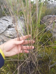 Pentameris macrocalycina