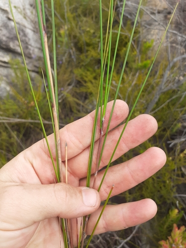 Image of Pentameris macrocalycina by (c) Brian du Preez, some rights reserved (CC BY-SA)