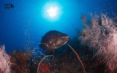 Epinephelus lanceolatus