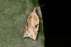 Leucotenes coprosmae