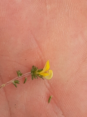 Aspalathus cordicarpa