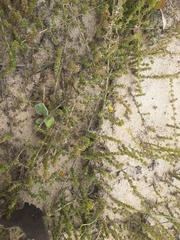 Aspalathus cordicarpa