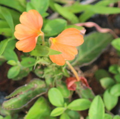 Crossandra fruticulosa