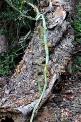 Cissus quadrangularis