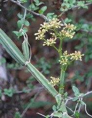 Cissus quadrangularis
