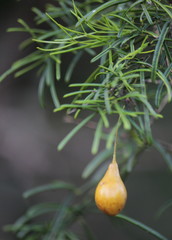 Maerua rosmarinoides