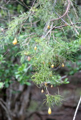 Maerua rosmarinoides