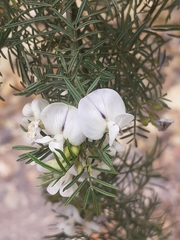 Psoralea imminens