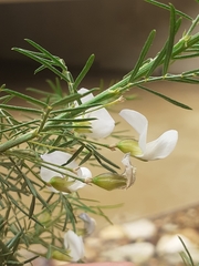 Psoralea imminens