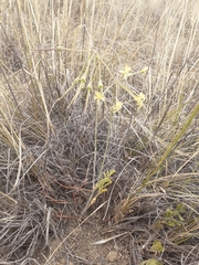 Pelargonium radulifolium