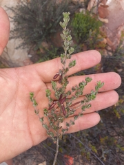 Indigofera "sclerophylla"