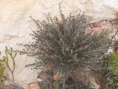 Indigofera "sclerophylla"
