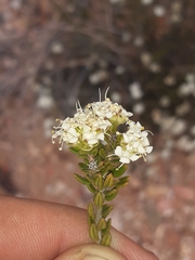 Agathosma barnesiae