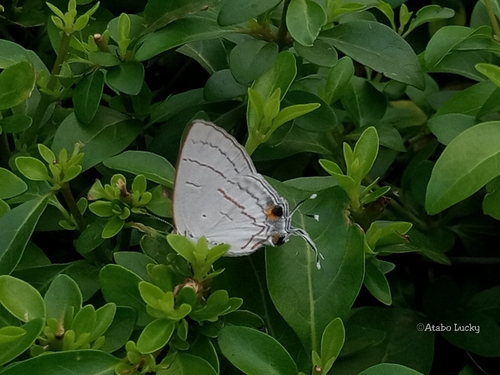 Purple-brown Hairstreak