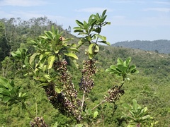 Daphniphyllum calycinum