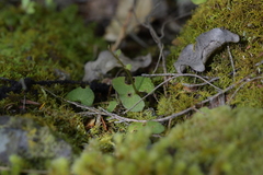 Acianthus sinclairii
