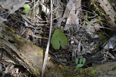 Acianthus sinclairii