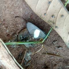 Coeliades forestan forestan