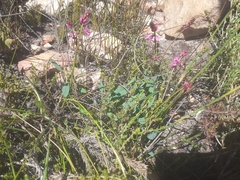 Indigofera sp3