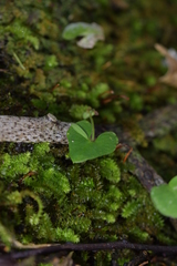 Acianthus sinclairii