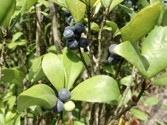 Litsea rotundifolia