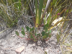 Indigofera sp3