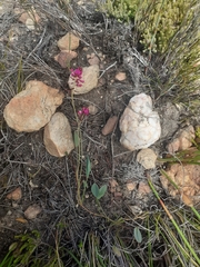Indigofera sp3