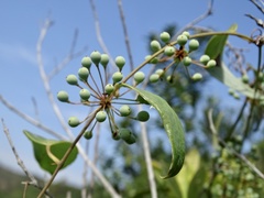 Smilax glabra