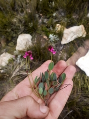 Indigofera sp3
