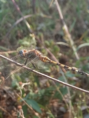 Orthetrum brachiale
