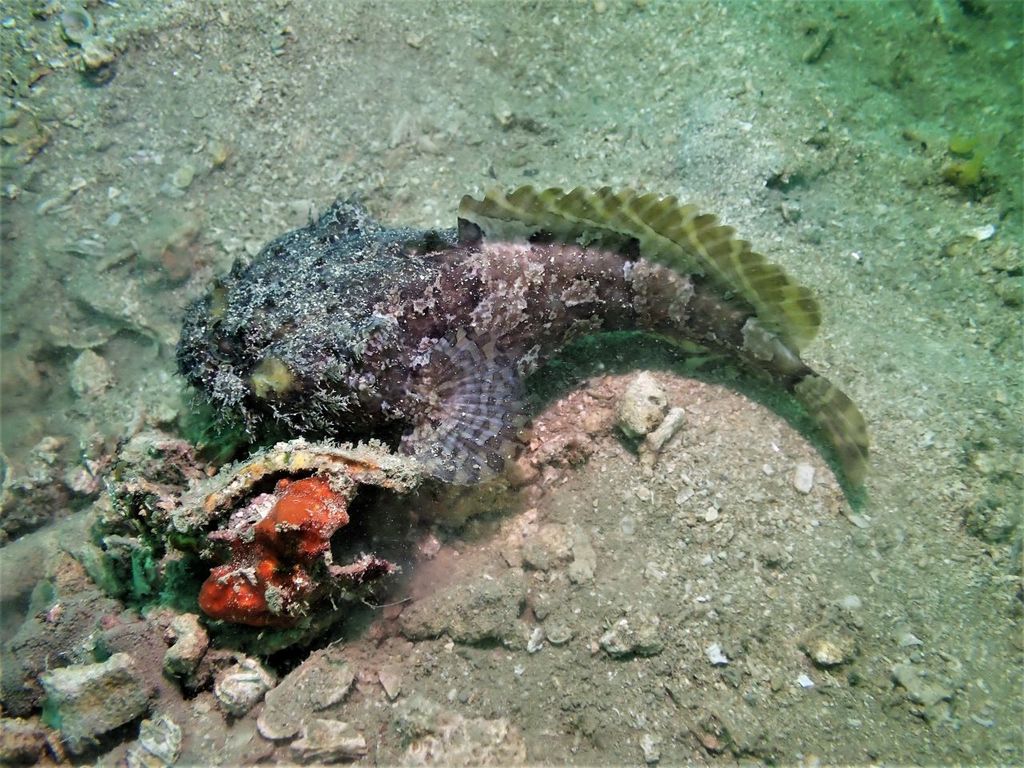 Singapore Toadfish