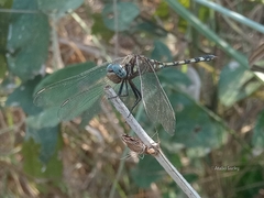 Orthetrum brachiale