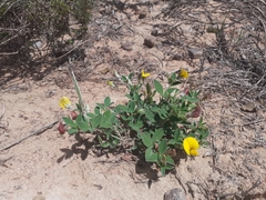 Argyrolobium pumilum