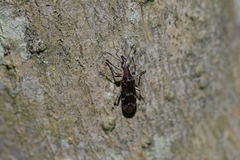Rhicnobelus metallicus