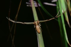 Runcinia acuminata