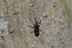 Rhicnobelus metallicus