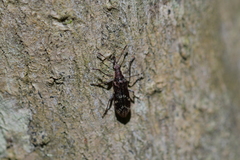 Rhicnobelus metallicus