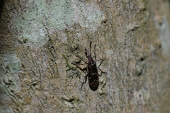 Rhicnobelus metallicus