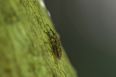 Rhicnobelus metallicus