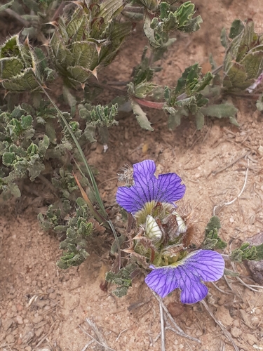 Image of Blepharis procumbens by (c) Brian du Preez, some rights reserved (CC BY-SA)