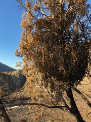 Phoradendron bolleanum