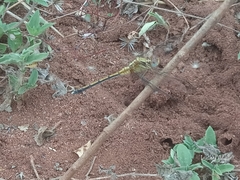 Orthetrum chrysostigma