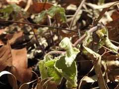 Coleus habrophyllus