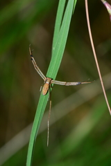Runcinia acuminata