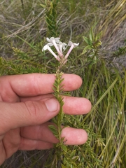 Freylinia densiflora