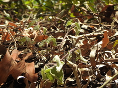 Coleus habrophyllus