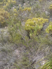 Freylinia densiflora